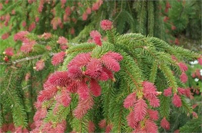 Picea abies Rubra Spicata 4375 - фото 17953