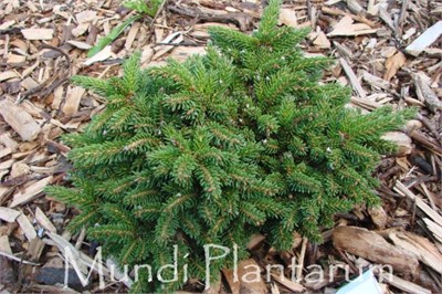 Picea orientalis Spring Grove 4378 - фото 17956