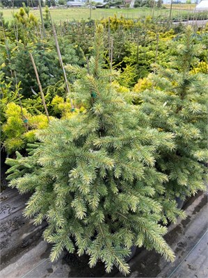 Picea pungens Kubiczek 4383 - фото 17958