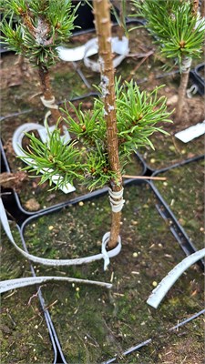 Pinus banksiana Wistom 4388 - фото 17960