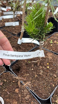 Pinus banksiana Wezka 4387 - фото 17961