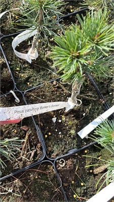 Pinus parviflora Borher’s Bonsai 4395 - фото 17975
