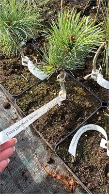 Pinus parviflora Dai-Ho 4396 - фото 17977