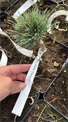 Pinus flexilis Parsons 4397 - фото 17978