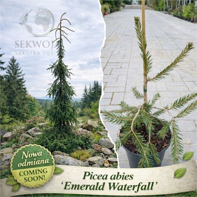 Picea abies Emerald Waterfalls 4306 - фото 17980