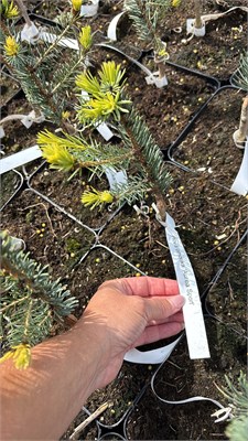 Picea omorika Aurea Sport 4394 - фото 17983