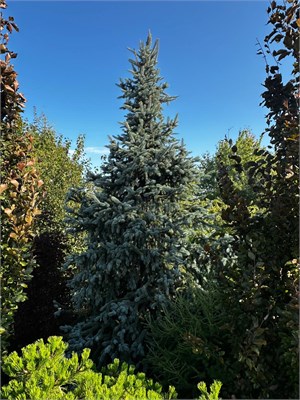 Picea pungens Profesor Rivolii 4408 - фото 17988