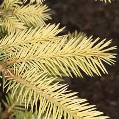 Picea  pungens Gwaizdor 4410 - фото 17991