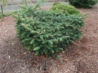 Abies cephalonica Meyer's Dwarf 4412 - фото 17995