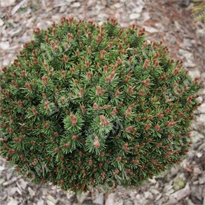 Pinus mugo Kostelnicek 4427 - фото 18011