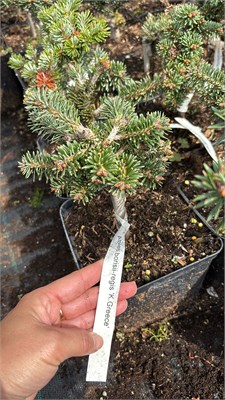 Abies borisii-regis K.Greece 4435 - фото 18022