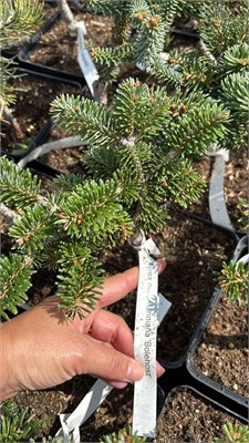 Abies nordmanniana Bolehost 4437 - фото 18024