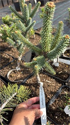 Abies pinsaro Fastigiata 4439 - фото 18026