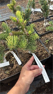 Abies procera Stephani 4440 - фото 18027