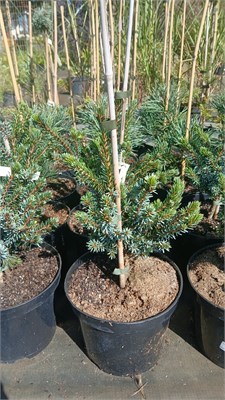 Picea omorika Elegance 4442 - фото 18048
