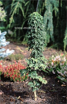 Acer platanoides Marit 4443 - фото 18050