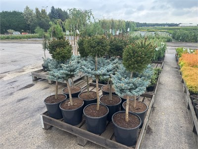 Picea abies Barryi+Picea pungens Glauca Globosa 4444 - фото 18051
