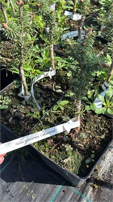 Abies balsamea Lakawood 4445 - фото 18052