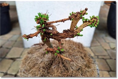 Larix decidua Kogito 4446 - фото 18053