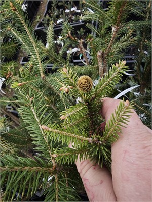 Picea abies Amadigi 4430 - фото 18058