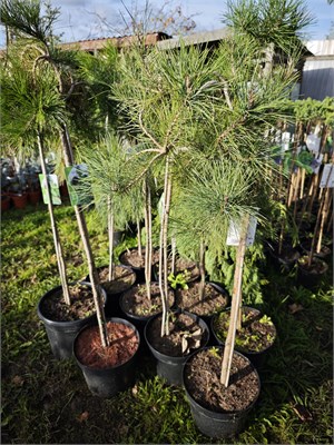 Pinus densiflora Pendula 4448 - фото 18065