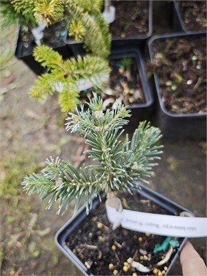 Abies lasiocarpa Roger Watson 4419 - фото 18066