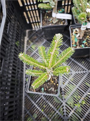 Abies koreana IceBerg 4421 - фото 18067