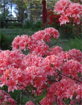 Azalea Homebush 4449 - фото 18068