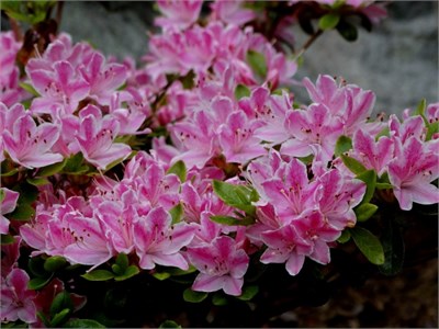 Azalea japonica Kermesina Rose 4450 - фото 18069