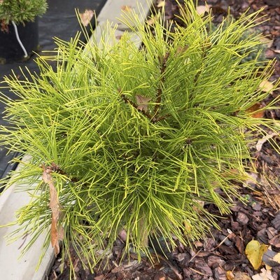 Pinus mugo Darob Sun 4455 - фото 18073