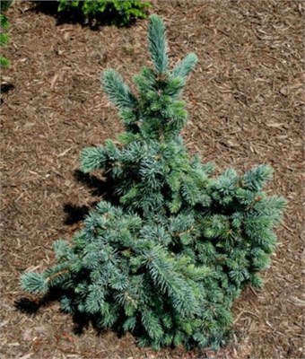 Picea engelmanii Hoodie 4456 - фото 18074