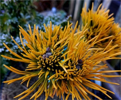 Pinus mugo Golden Weis 4457 - фото 18075