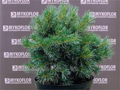 Pinus sylvestris Luna 4458 - фото 18076