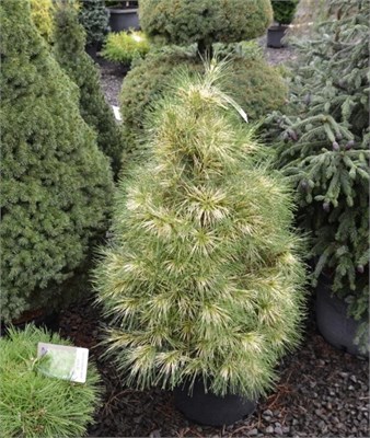 Pinus densiflora Golden Ghost 4459 - фото 18077