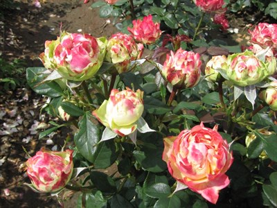 Роза флорибунда Блитц Раффлз-красный