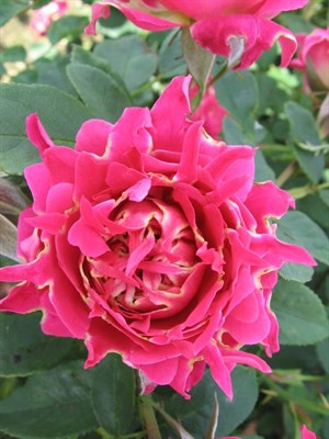 Роза флорибунда Романтик Раффлз-розовый