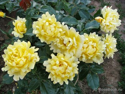 Роза флорибунда Сплендид Раффлз-желтый