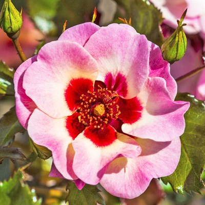 Роза персидский гибрид Свит Бейбилон Айз-розовый
