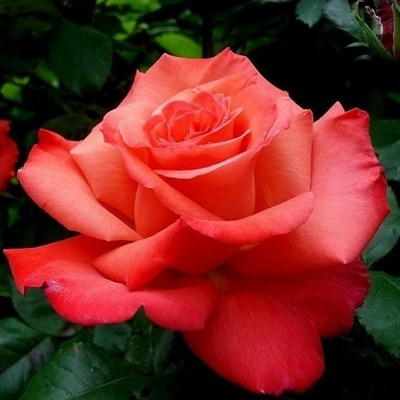 Роза Христофор Колумб-оранжевый