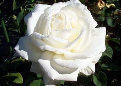 Роза Ивнинг Стар-белый