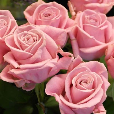Роза Карла Кеано-розовый