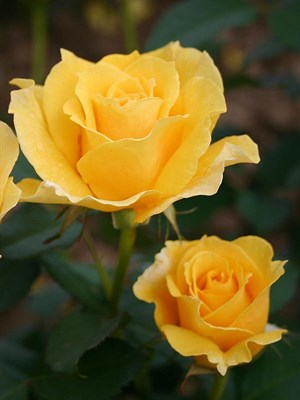 Роза флорибунда Оллголд-желтый