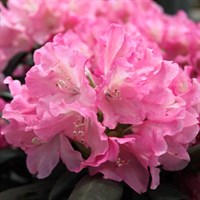 Рододендрон Калинка-розовый
