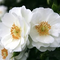 Роза флорибунда Инносенция-белый
