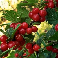 Вишня войлочная "Лето"-красный Вишня войлочная "Лето"-красный