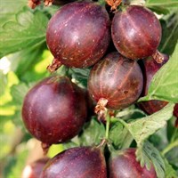 Крыжовник Каптиватор-красный Крыжовник Каптиватор-красный