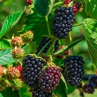 Ежевика Дирксен Торнлес-темно-синий Ежевика Дирксен Торнлес-темно-синий
