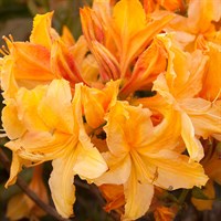 Рододендрон Голден Лайтс-желтый Рододендрон Голден Лайтс-желтый