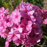 Флокс метельчатый Заветное желание-розовый Флокс метельчатый Заветное желание-розовый