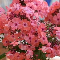 Флокс метельчатый Золотая Русь-розовый Флокс метельчатый Золотая Русь-розовый